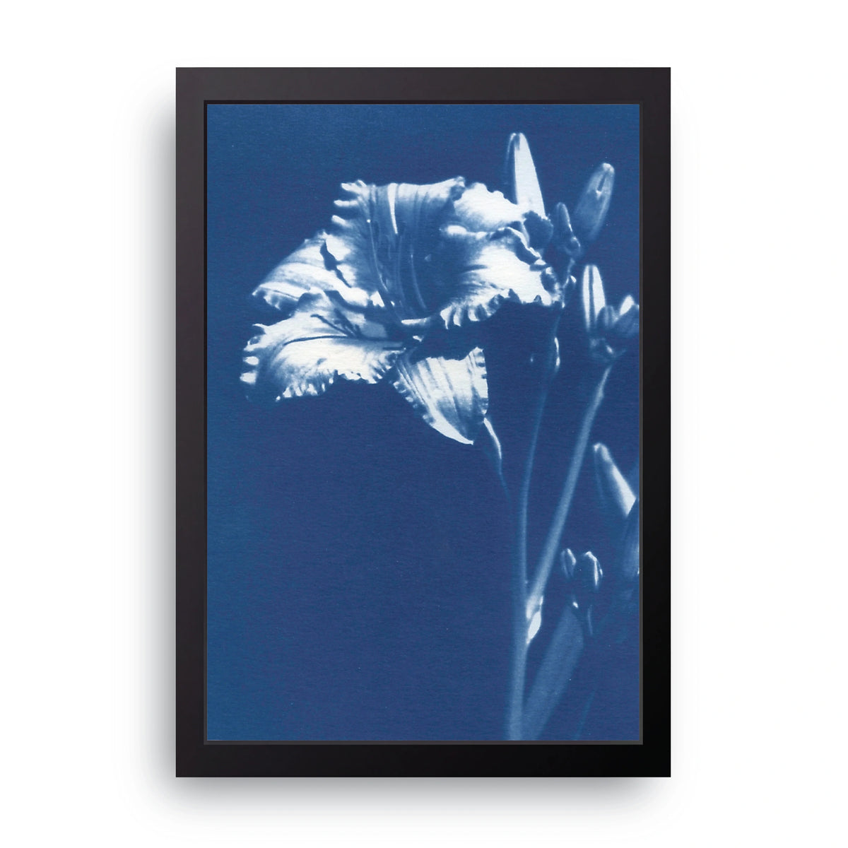 Blue Iris Frame