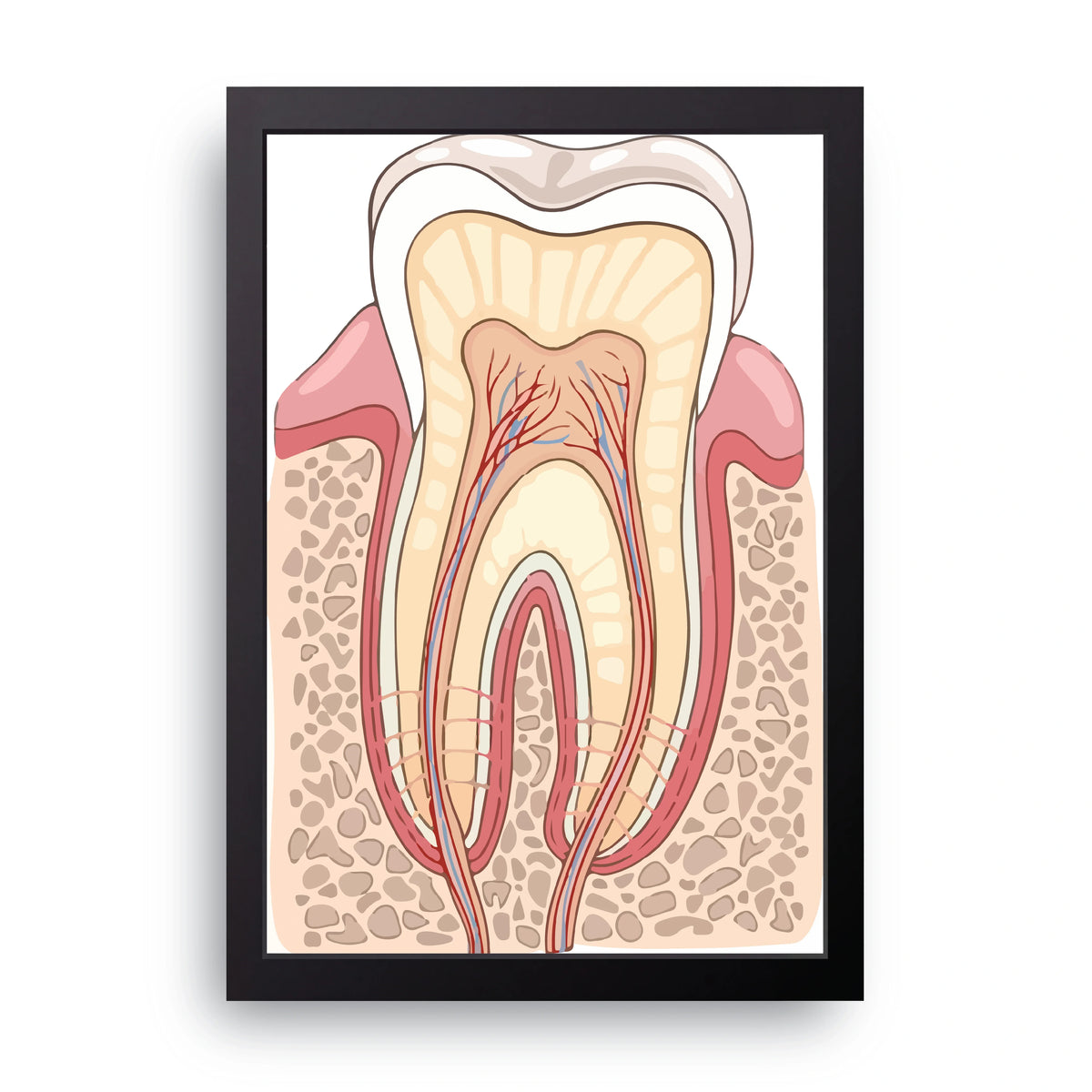 Tooth Anatomy Frame