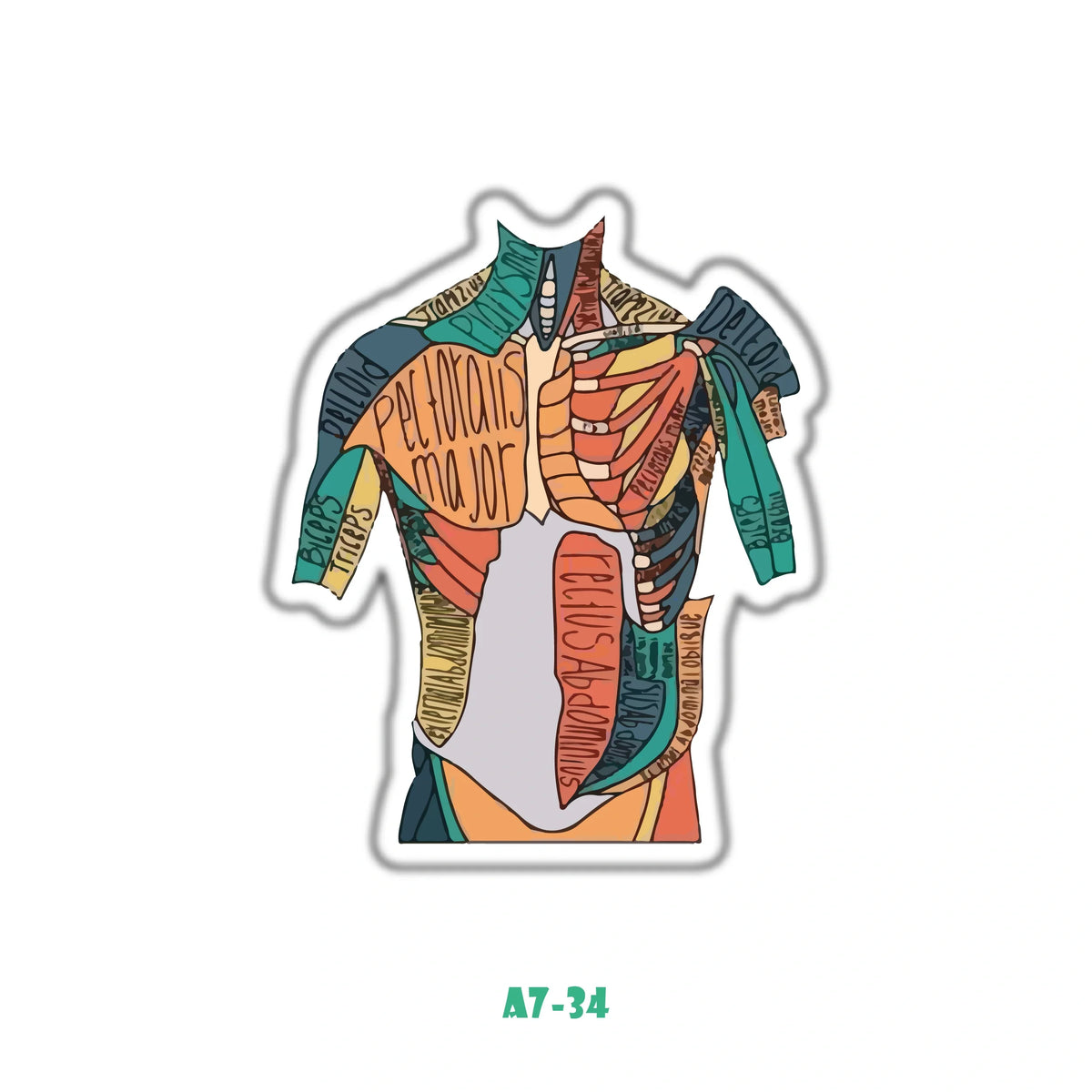 CHEST AND UPPER TORSO