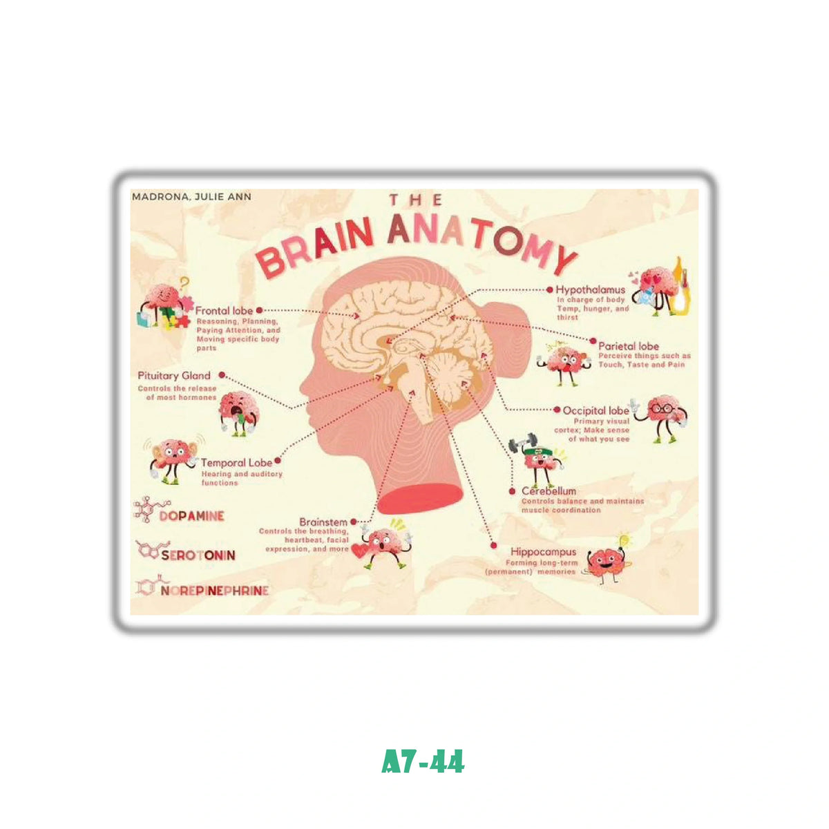 BRAIN ANATOMY 3