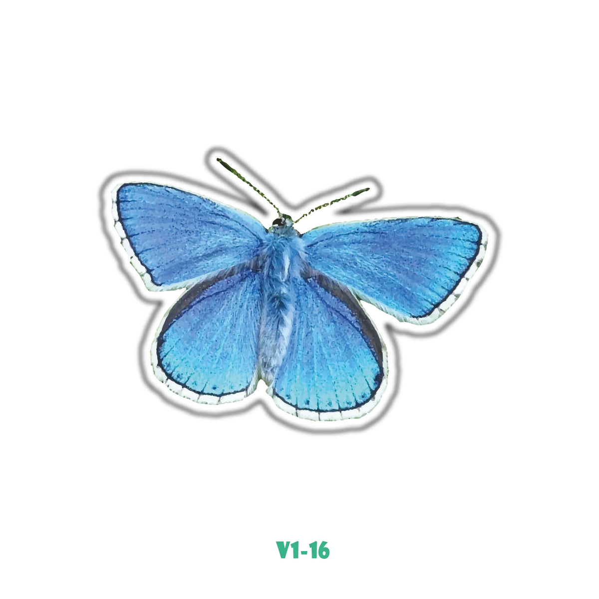 BLUE BUTTERFLY