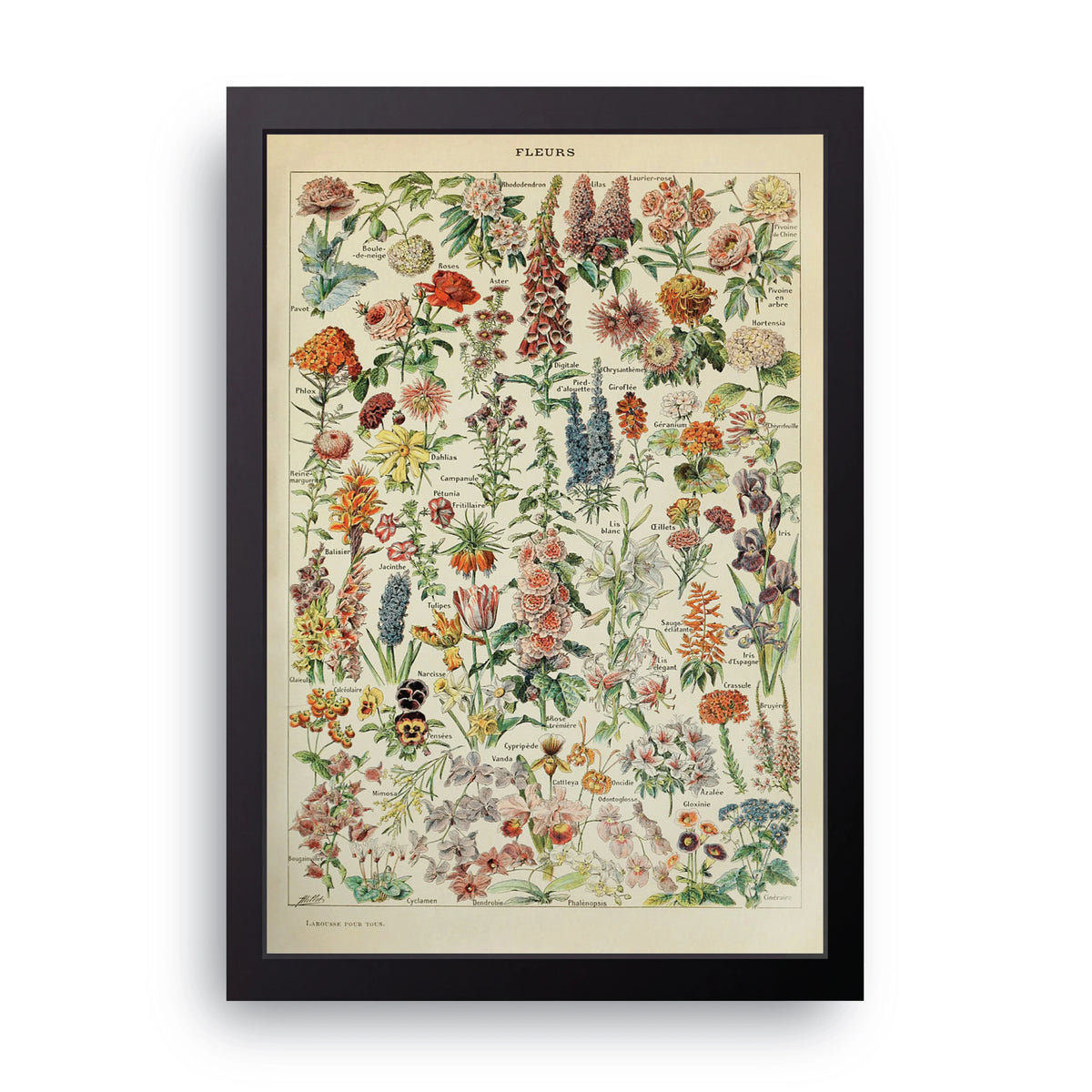 Fleurs Botanical Frame
