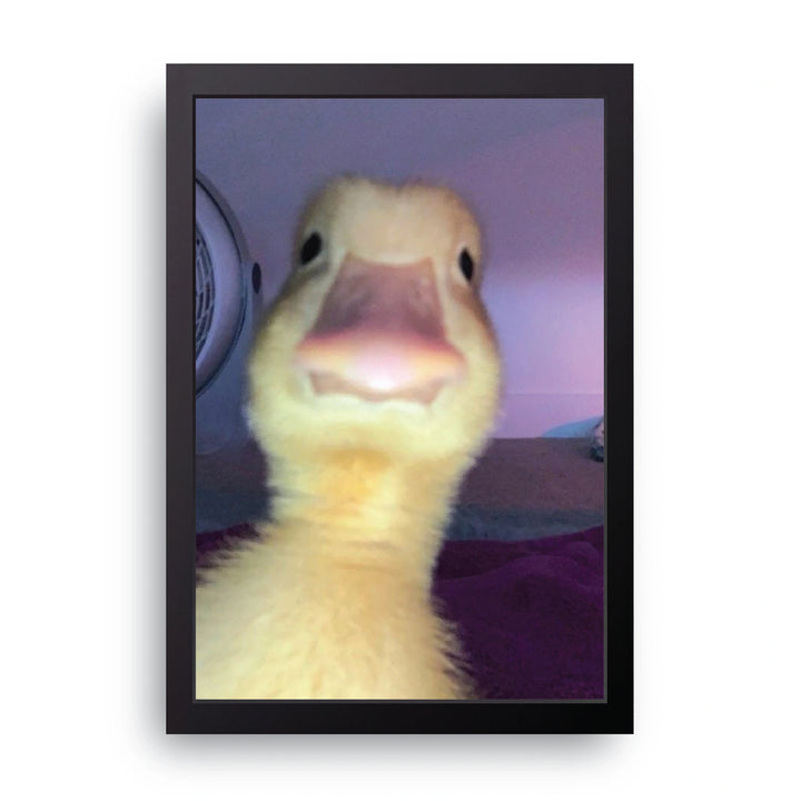 Curious Duckling Frame