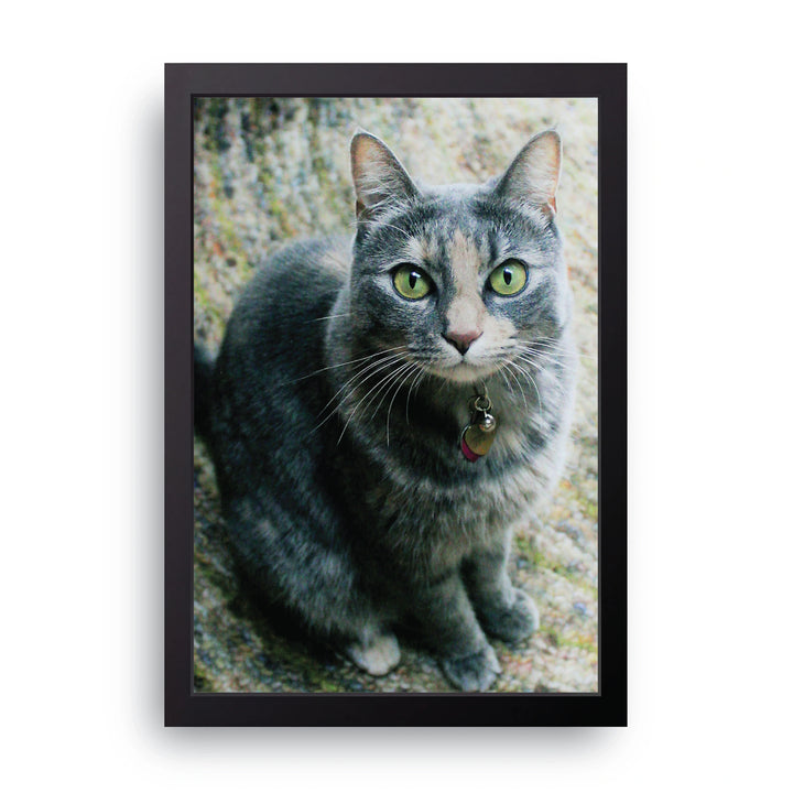 Grey Cat Portrait Frame