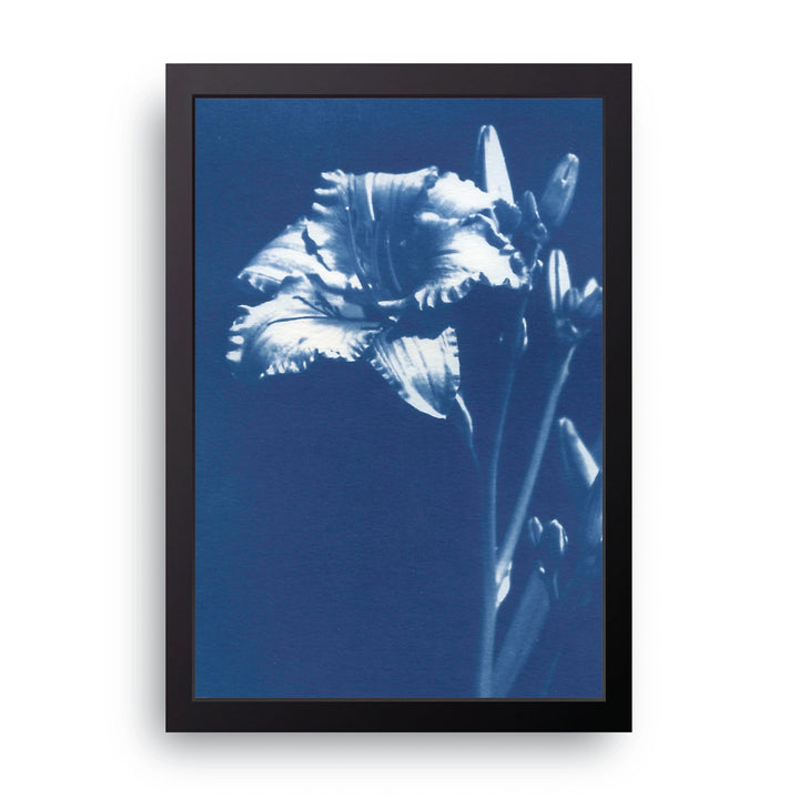 Blue Iris Frame