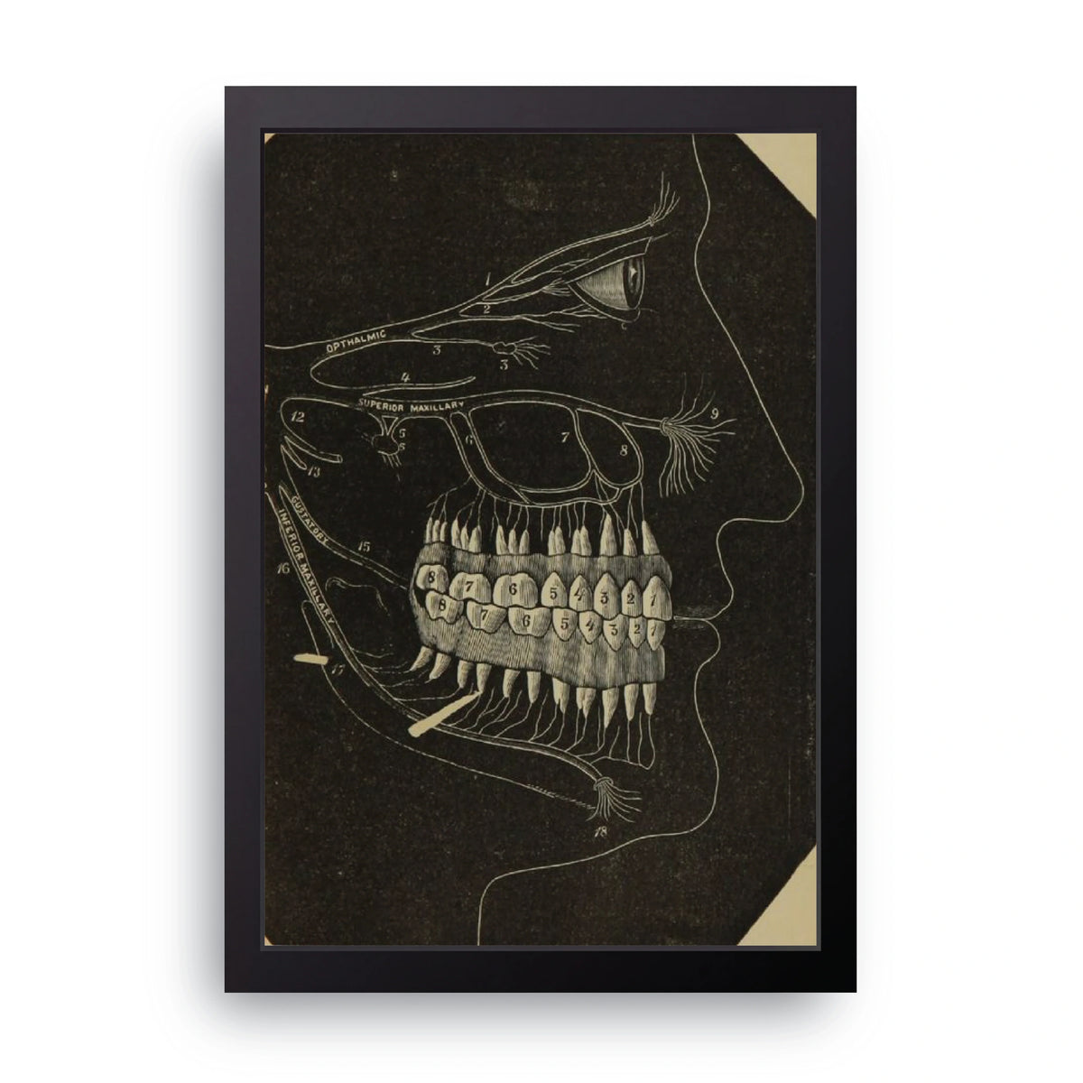 Dental Anatomy Frame