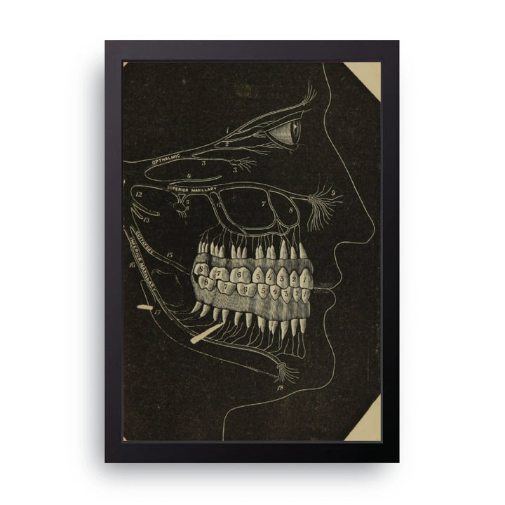 Dental Anatomy Frame