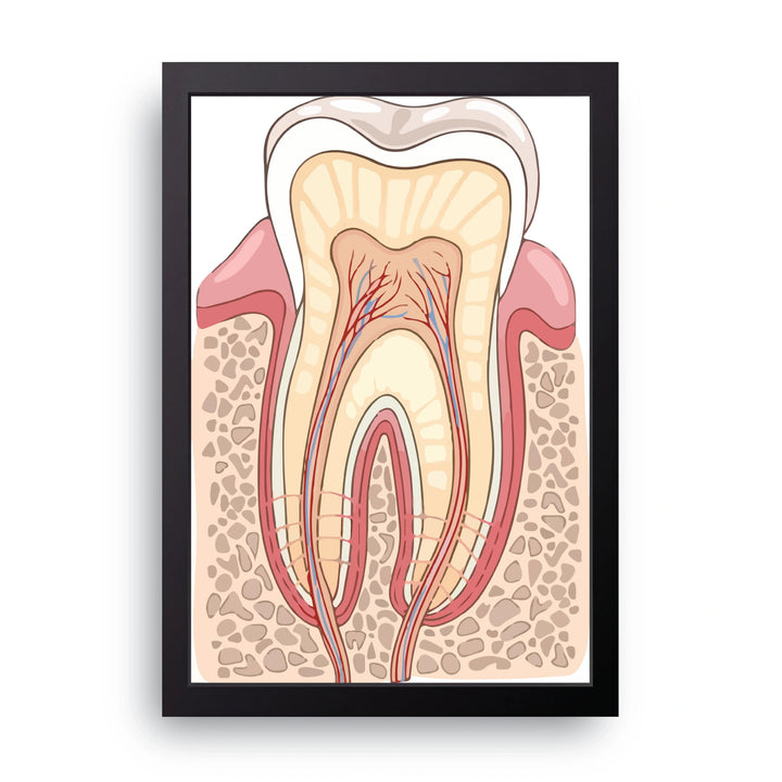 Tooth Anatomy Frame