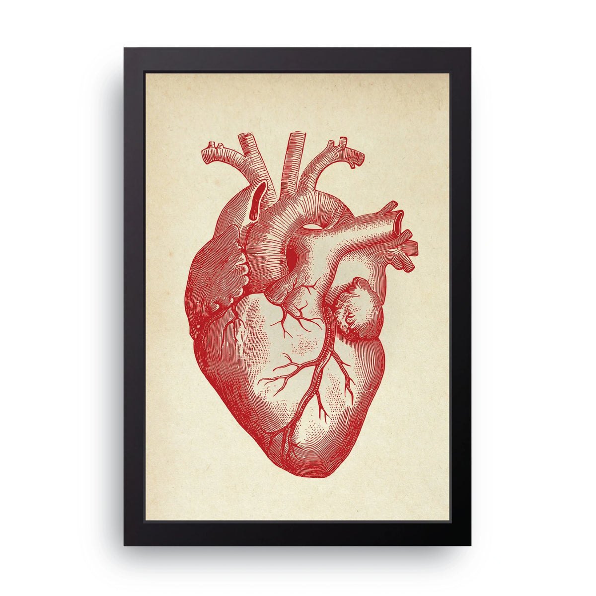 Anatomical Heart Frame