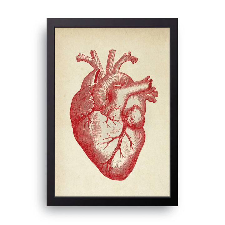 Anatomical Heart Frame