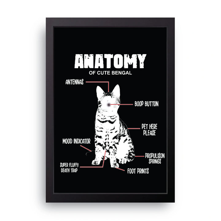 Bengal Anatomy Frame
