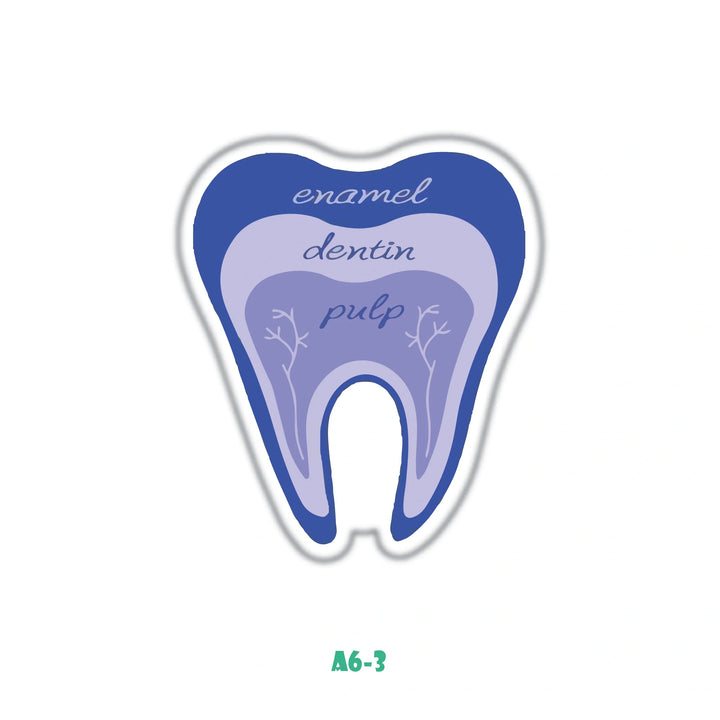 TOOTH ANATOMY